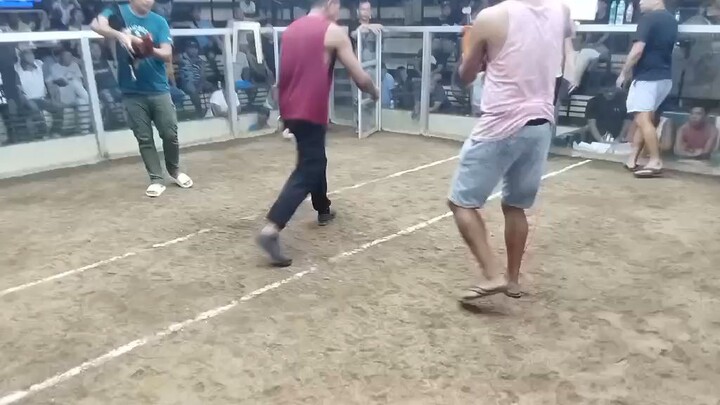 faster kill yellow legged hatch