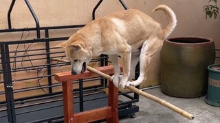 居然被一只狗帅到了……