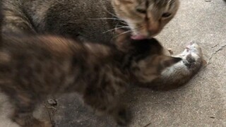 [Kucing Menangkap Tikus 6] Saya hanya menjilat seorang anak kecil, tetapi tikus itu direnggut!