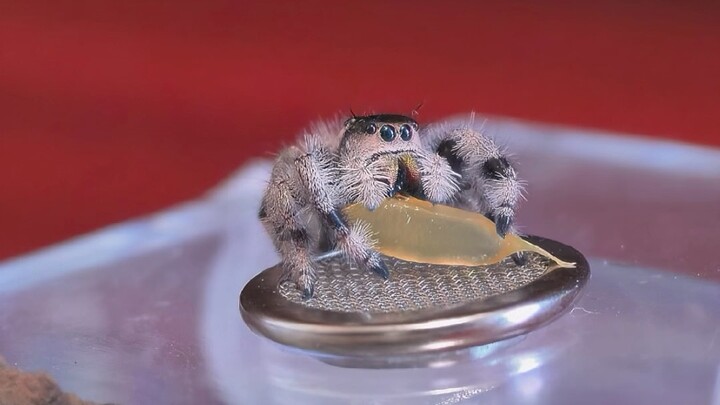 The little jumping spider tries fresh orange juice for the first time.