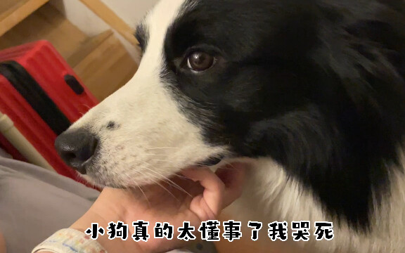 How does the Border Collie do it? So well-behaved—my baby, I feel so bad for you.