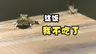 给自己增加吃饭难度的查科角蛙！