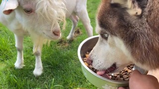Apa reaksi anjing husky saat mengetahui domba mencuri makanan anjingnya?