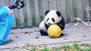 玩了这么多玩具，竟然被玩具乌龟吓到了！哈哈哈哈(ಡωಡ)hiahiahia