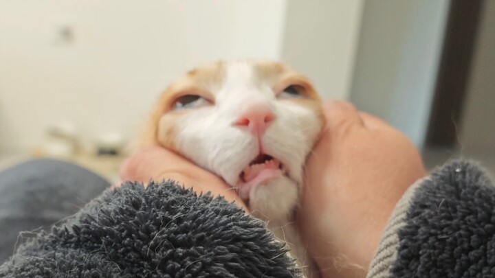 Cat: Ah… That’s so ticklish when you press it~ I can’t take it anymore……