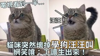 电视看到一半...猫咪突然坏掉「学狗汪汪叫」网友笑噴：复读机出來！