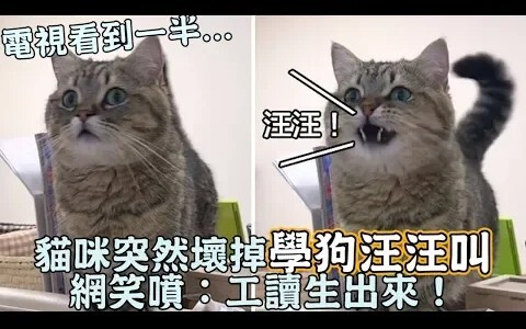 电视看到一半...猫咪突然坏掉「学狗汪汪叫」网友笑噴：复读机出來！