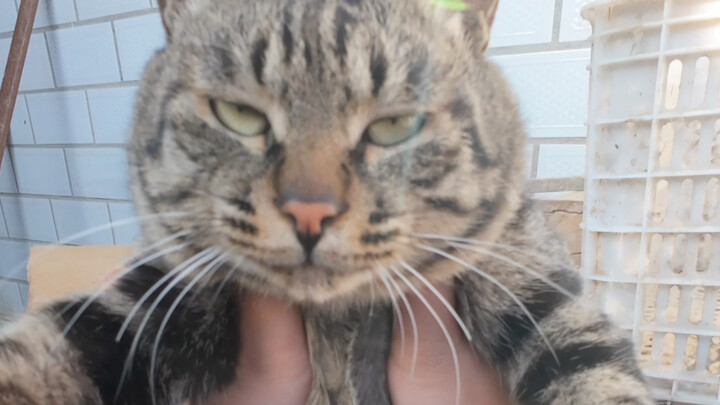 كنت أفتح أعشاش الطيور عندما كنت صغيرًا، لكن هذه المرة الأولى التي أفتح فيها عش قطة وأنا كبير.