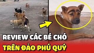 Review về cuộc sống của các bé chó trên đảo Phú Quý 😍 | Yêu Lu