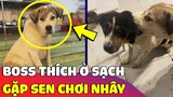 khi nhà nuôi phải chú chó 'MẮC BỆNH Ở SẠCH' nhưng lại gặp con Sen 'HAY TRÊU' sẽ NTN 😅 Gâu Đần