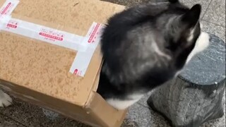 Memasuki musim hujan, setiap kali jalan-jalan dengan anjing, rasanya selalu agak memalukan...