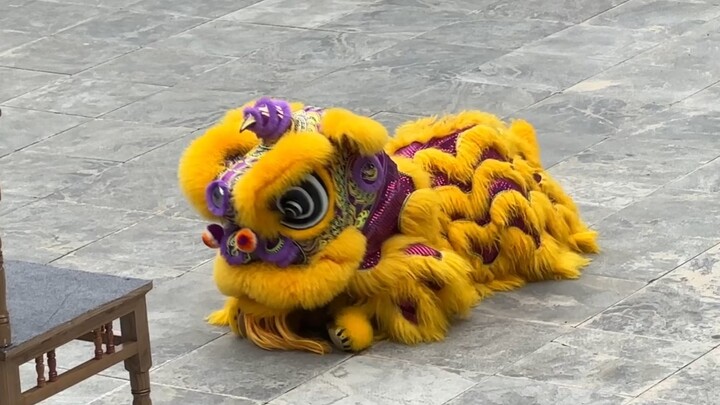 Singa laut yang lincah | Menampilkan dengan sangat hidup ketakutan si singa laut kecil yang awalnya 