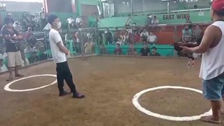 3 Sisters GF Random Fights