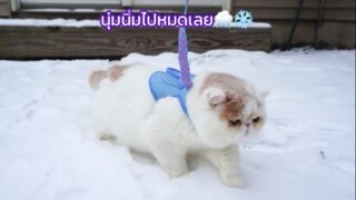 เจ้าเหมียวลองเล่นหิมะครั้งแรก