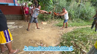 Tupada mga idol Blue Face Hatch Win