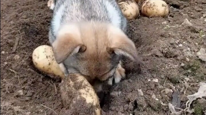 The dog helps its owner dig up potatoes, digging so fast it’s like a little motor—netizens joke: “It