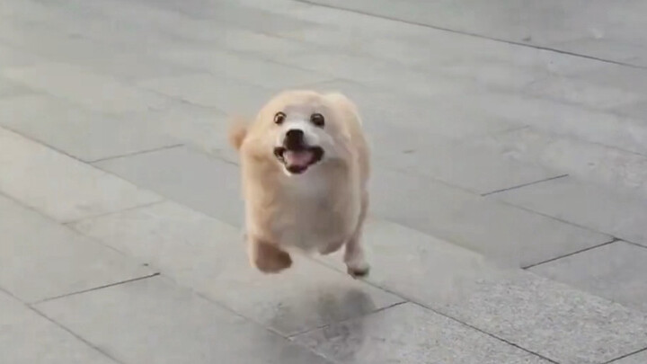 อู๋หู~ บินแล้วนะ~ หมาน้อยบินได้