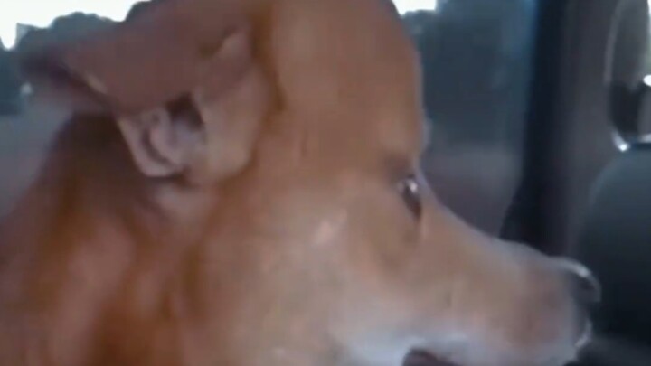 หมาตัวนี้ดูฉลาดมากเลย