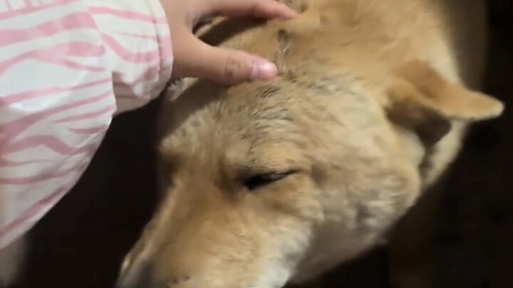 Laifu adalah seekor anjing kecil yang sangat manis