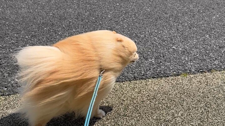 Doggy: I can’t explain it—this silly owner just had to drag me out for a walk!