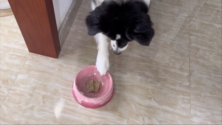 When I wrap the food in plastic wrap and say "eat it", I want to see how the puppy reacts.