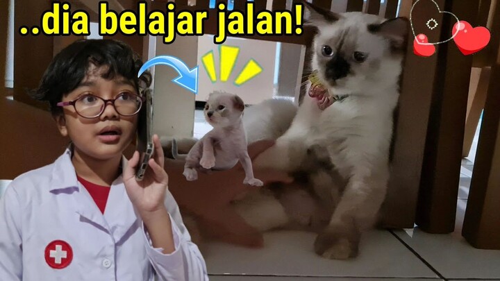 Bayi Kucing Belajar Jalan | Kucing Hanum - Miss Cemplon