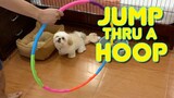 Cute Shih tzu Puppy Knows How To Jump Through A Hoop