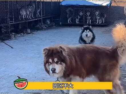 Pan Hong Park never keeps idle dogs; “Huzi” is Pan Hong’s playful dog.