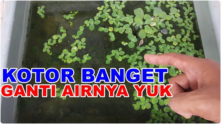 Cara Mengganti Air Burayak Ikan Cupang Yang Masih Kecil