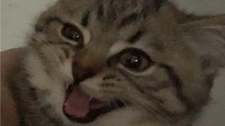 Sleeping on my pillow, eating my food, and still calling me names?