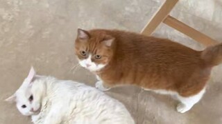 两只十几岁老猫的争宠日常
