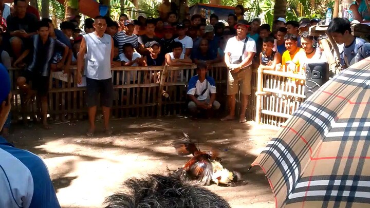 engkwenrtro sa fiesta bugtong mandaon masbate .paulo malvar line.vs  amotag . hatch grey .line.