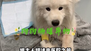 肠道异物不是年轻犬的专属，老年一样
