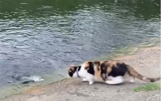 The cat next to it was stunned.