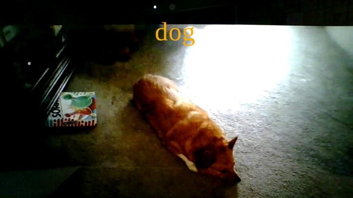 dogs
