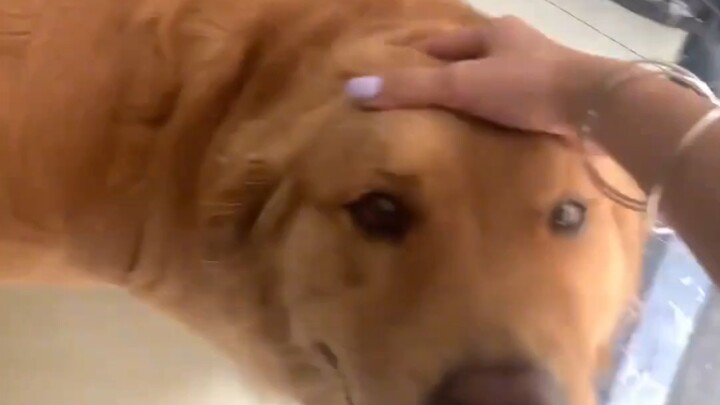 Golden Retrievers are naturally fond of humans.