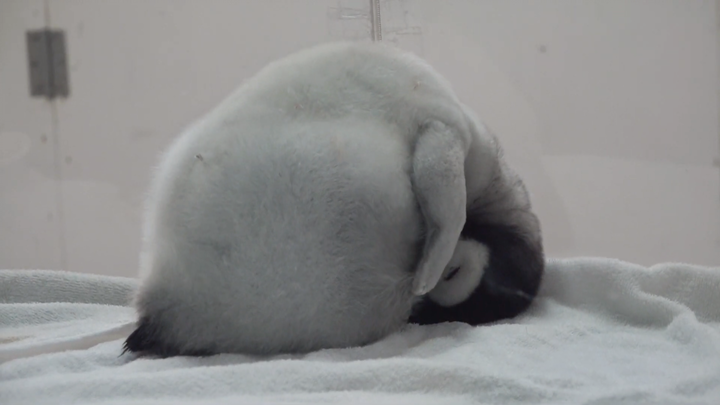 The penguin baby is so sleepy and just wants to sleep.