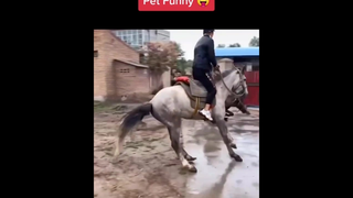 ตอนม้าล้ม สะดุ้งเองเฉย55😂