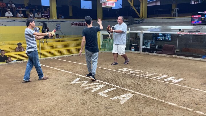 IMG_6906 lemon x MSB win at gallera de tanza 20230517