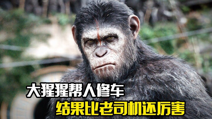 A gorilla helps people fix their cars and turns out to be even better than a seasoned mechanic—comed