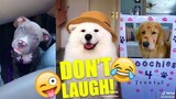 DOGS Are So FUNNY You'll Die Laughing | Part 1