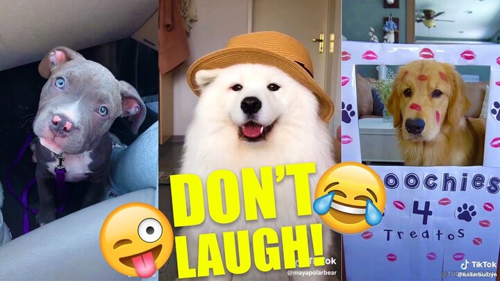 DOGS Are So FUNNY You'll Die Laughing | Part 1