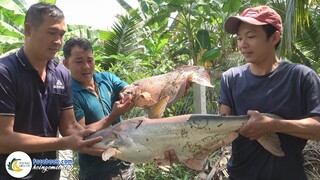 BẮT "CÁ TAI TƯỢNG BỰ LÂU NĂM" ĐEM NƯỚNG TRUI | Hội Ngộ Miền Tây #508