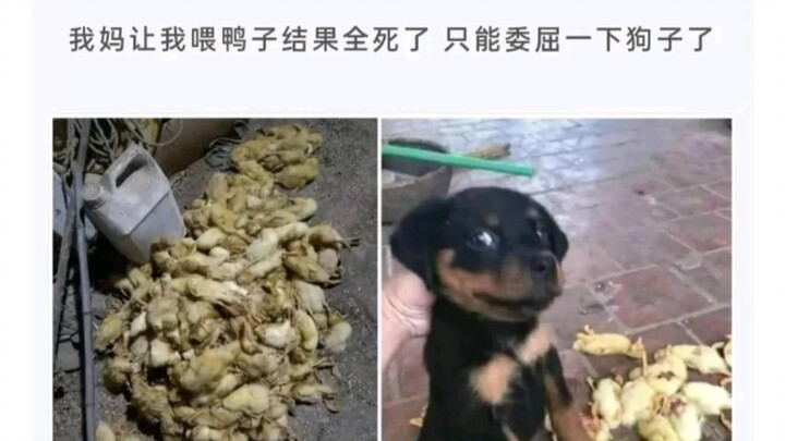 Netizens’ Epic Replies 229 (Revised & Improved Edition)