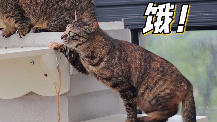 แมวจรจัดพยายามแค่ไหนเพื่อปรับตัวใช้ชีวิตในบ้าน? กลัวถูกเกลียดจนกินข้าวก็ต้องระวังทุกฝีก้าว น่าสงสารเ