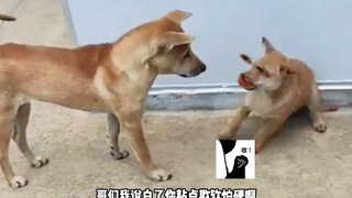 Look at how pathetic you are!