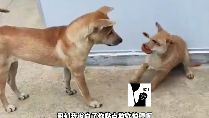 你看你那个窝囊劲