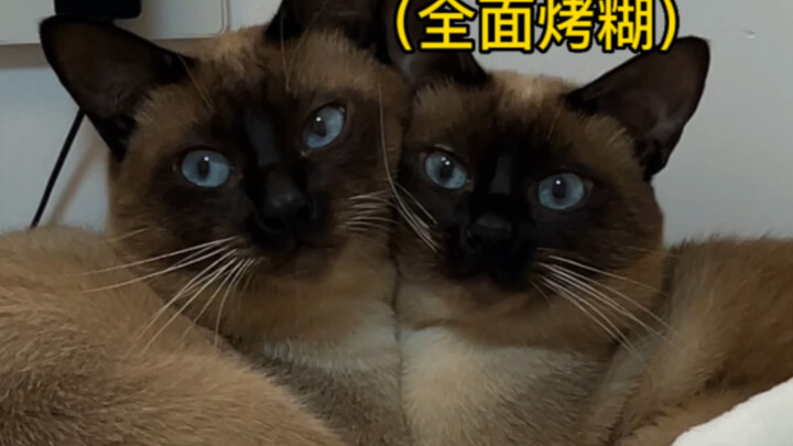 สถานการณ์การผ่านฤดูหนาวของแมวสยาม