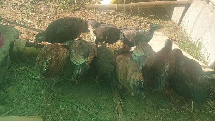 palahi ng mga warriors mga ka backyard