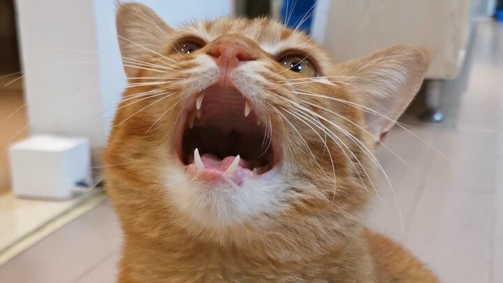 Kucing Kecil Ajari Kamu Apa Itu Nyanyi dengan Suara Marah yang “Standar”